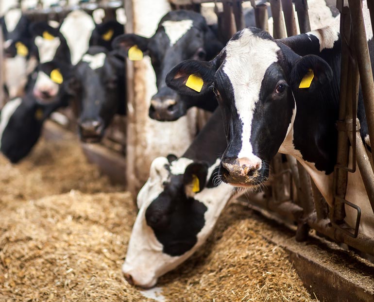 A lineup of cows eating feed   