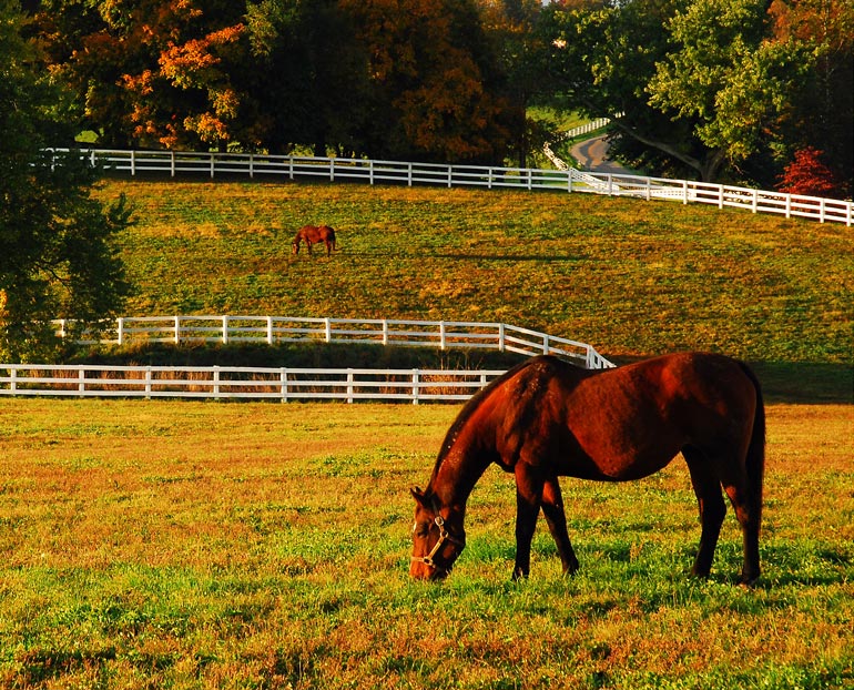 Horses grazes in sunset with fall-color backdrop