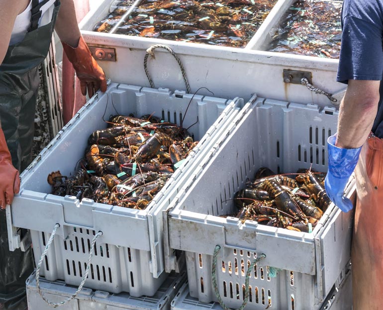 Two workers in waders look at bins of lobsters 