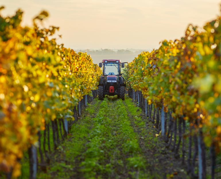 Red tractor parked between vineyard rows 