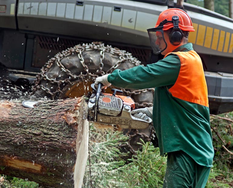 Man trims tree trunk with chainsaw   
