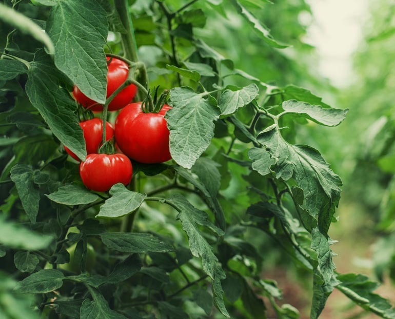 Close-up of rows of tomato plants 