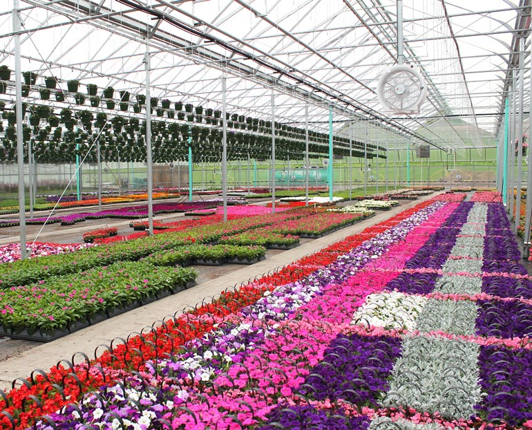 Inside a commercial greenhouse with rows of flowers in bloom 