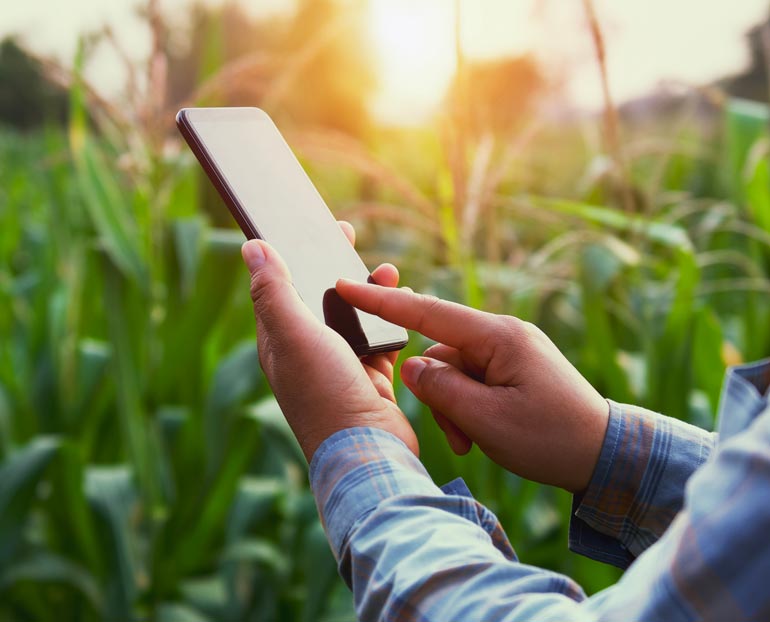 Farmer hands using smartphone 