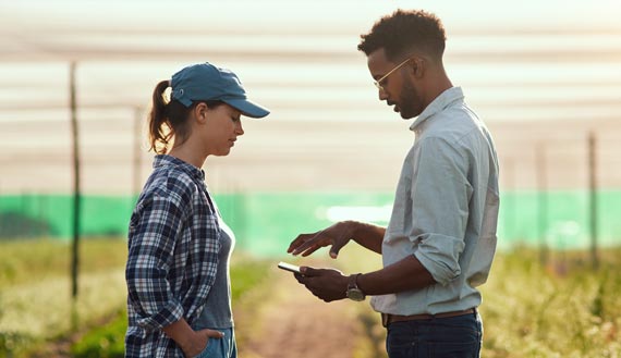 Farmer and an ag consultant with a laptop walk in a cornfield at sunset 