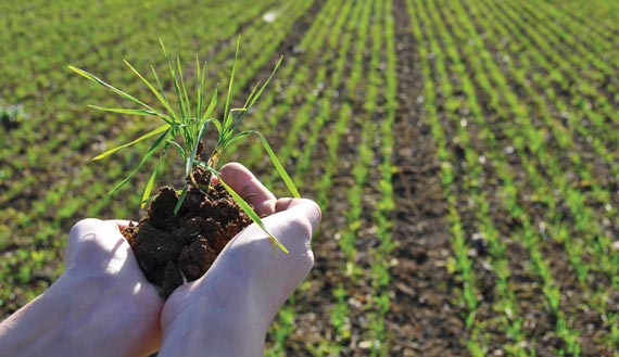 Hands holding crop seedling
