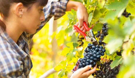 Row of grapes growing in vineyard 