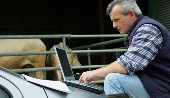 Male farmer on laptop in front of cows 