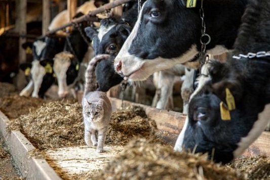 cat walking in front of cows eating in barn