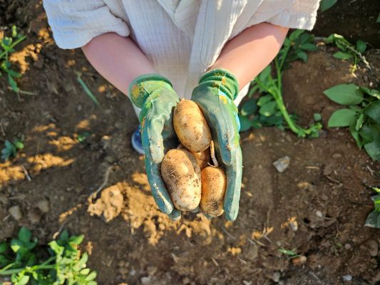 close up of farmer holding potatoes