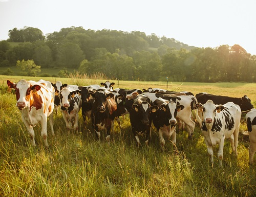 A curious herd of cows in a hay field