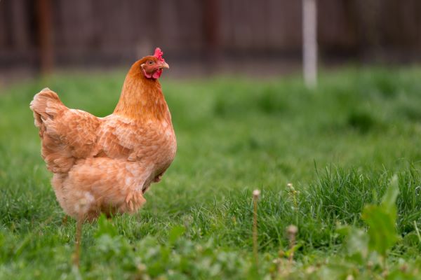 Light brown and tan chicken walking in a backyard lawn of green grass