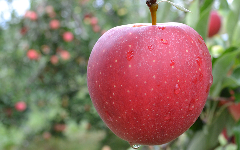 Apple on tree