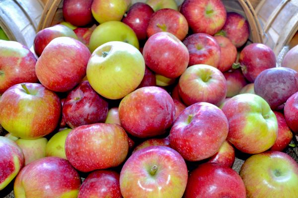 A display of red ripe Macoun apples - a sweet crisp eating apple from the Hudson Valley of New York State.