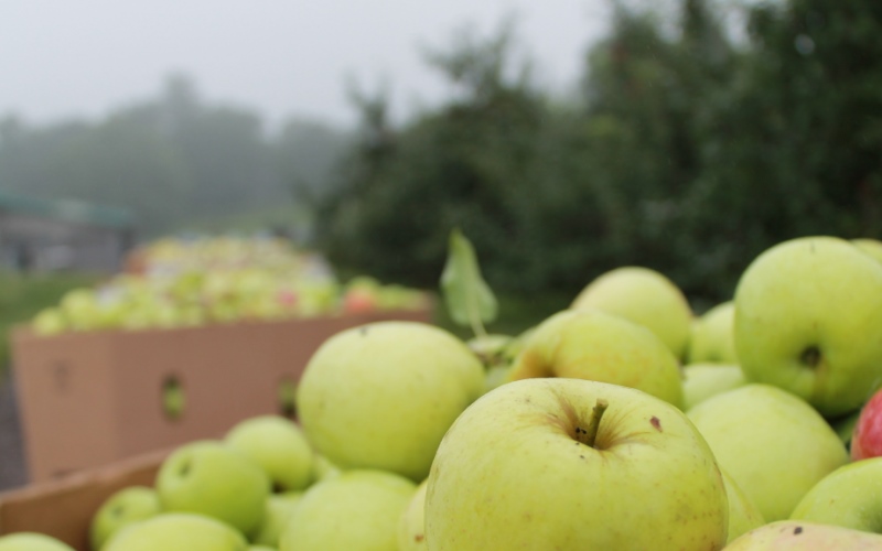 Close up view of harvested yellow apples in large open top storage bins in apple orchard. 