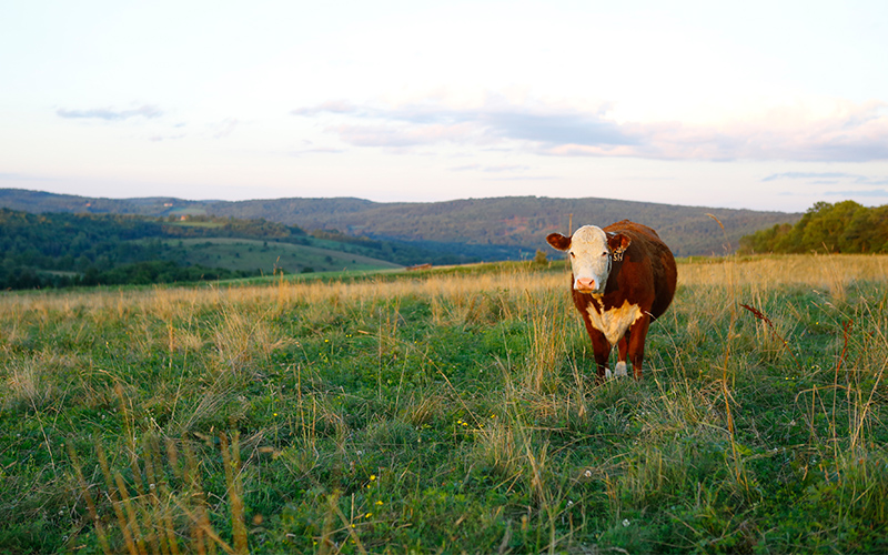 One brown cow with a white face standing in a pasture in the fall