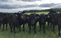Herd of beef cattle