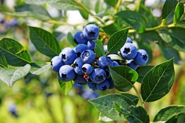 Ripe blueberries growing on green leafed bush