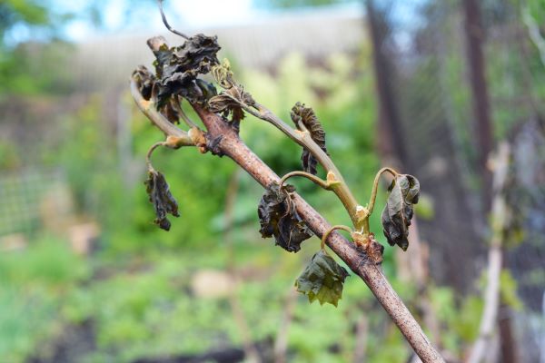 Grapes frost damage. Frost Grape by slight frost winter injury.