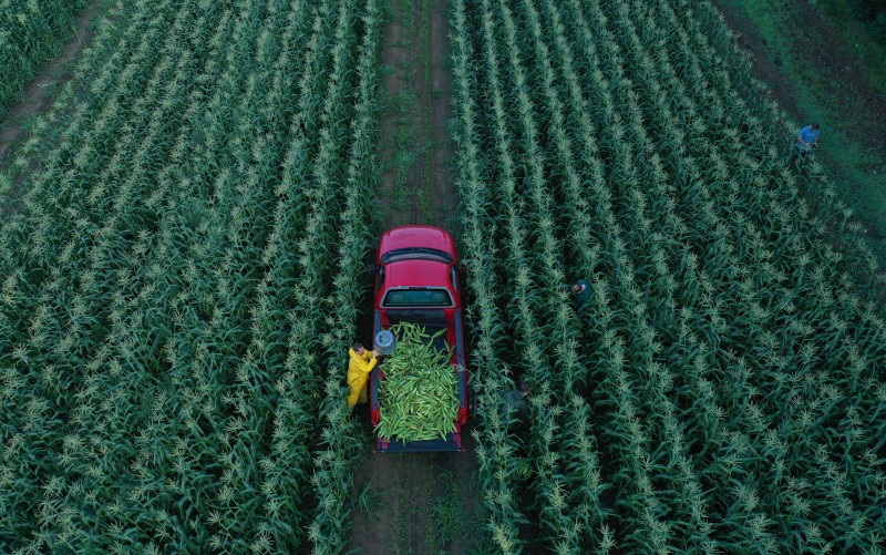 Farmer loading pickup truck with corn harvest in field