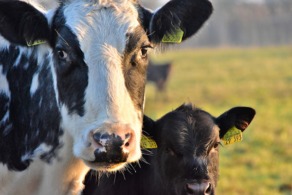 cow