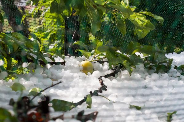 Hail Caught in Netting in Apple Orchard with damaged yellow apple and green tree leaves.