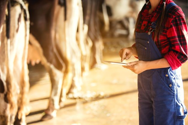 Female farmer standing in cow barn with dairy cows, looking at tablet