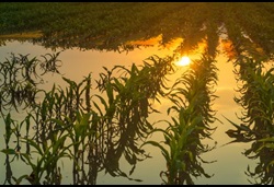 Rows of corn stalks in a field with flood water covering the ground at dusk