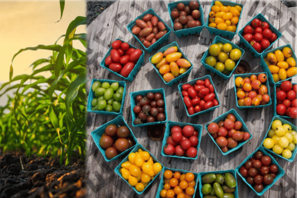 Split image, left side has rows of corn, right side is an above view of pints of multi-colored tomatoes