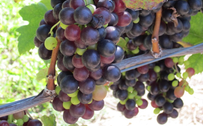 a bunch of purple grapes and green leaves growing on a vine