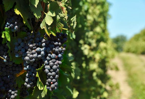 Close view of purple red grapes on a vine ready for harvest in a vineyard