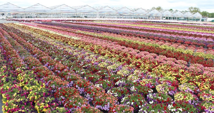 rows of various annual flower plants in bloom outside a nursery