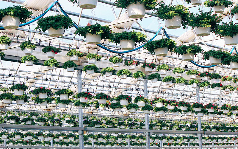 Inside view of greenhouse with hanging flower baskets