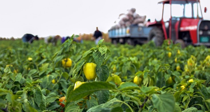 Farm workers harvesting vegetables in a field near a red tractor with a wagon