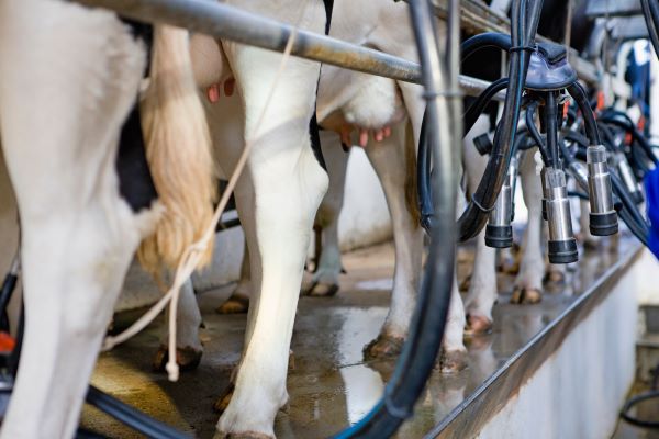 Close up of milking machine beside a row of cows in a milking parlor