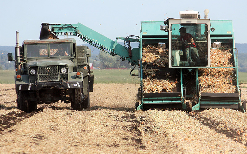 Onion harvester collecting onions and transferring them by conveyor into a truck.