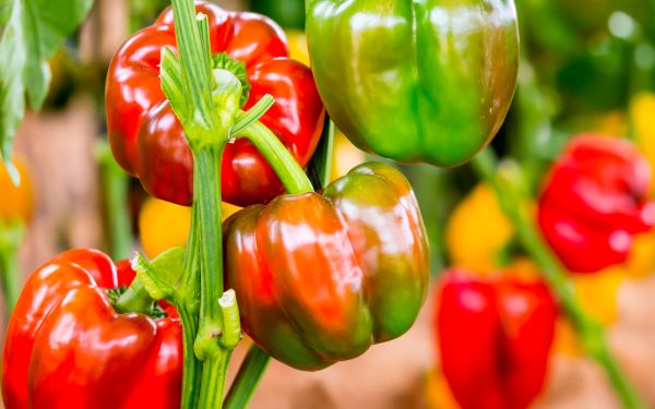 Colorful bell peppers in shades of red, green, and orange growing on plants in a greenhouse, with ripe peppers in focus and a softly blurred background.