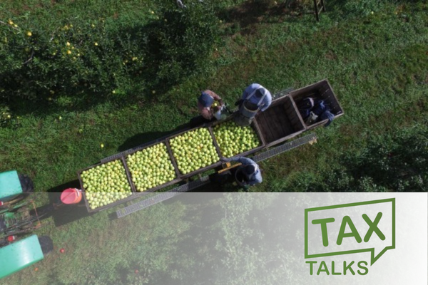 Drone view of three farm workers harvesting apples