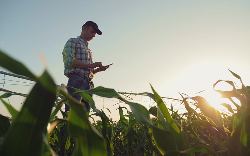 looking up from the ground at a man with baseball cap on standing in cornfield working on a digital tablet, 