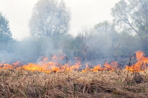 burning dry grass in spring, air pollution due to burning dry grass