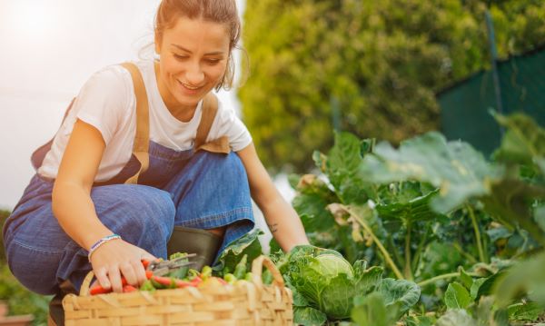 Young female farmer harvesting vegetables from garden