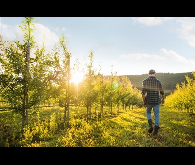Northeastern producer walking through his orchard