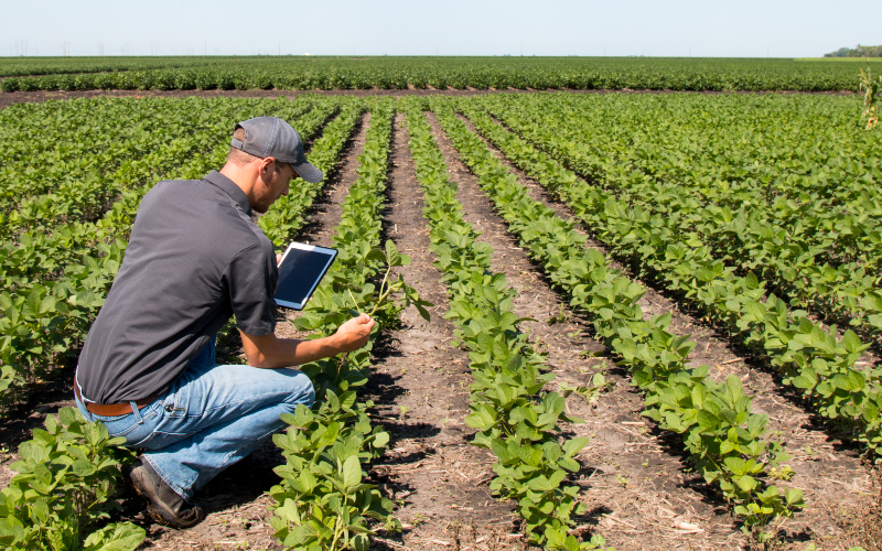 Agronomist with tablet in field of green row crops.