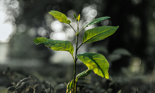 Spout of a new plant