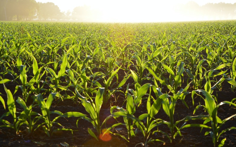 Rows of corn crop in a large field with sun in the background