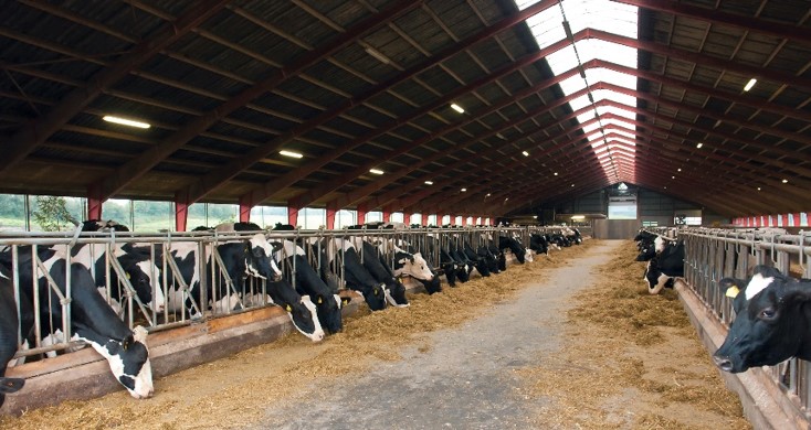 Inside view of dairy cow barn with cows eating