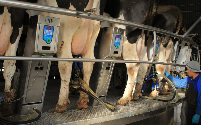 Dairy cow operation milking parlor