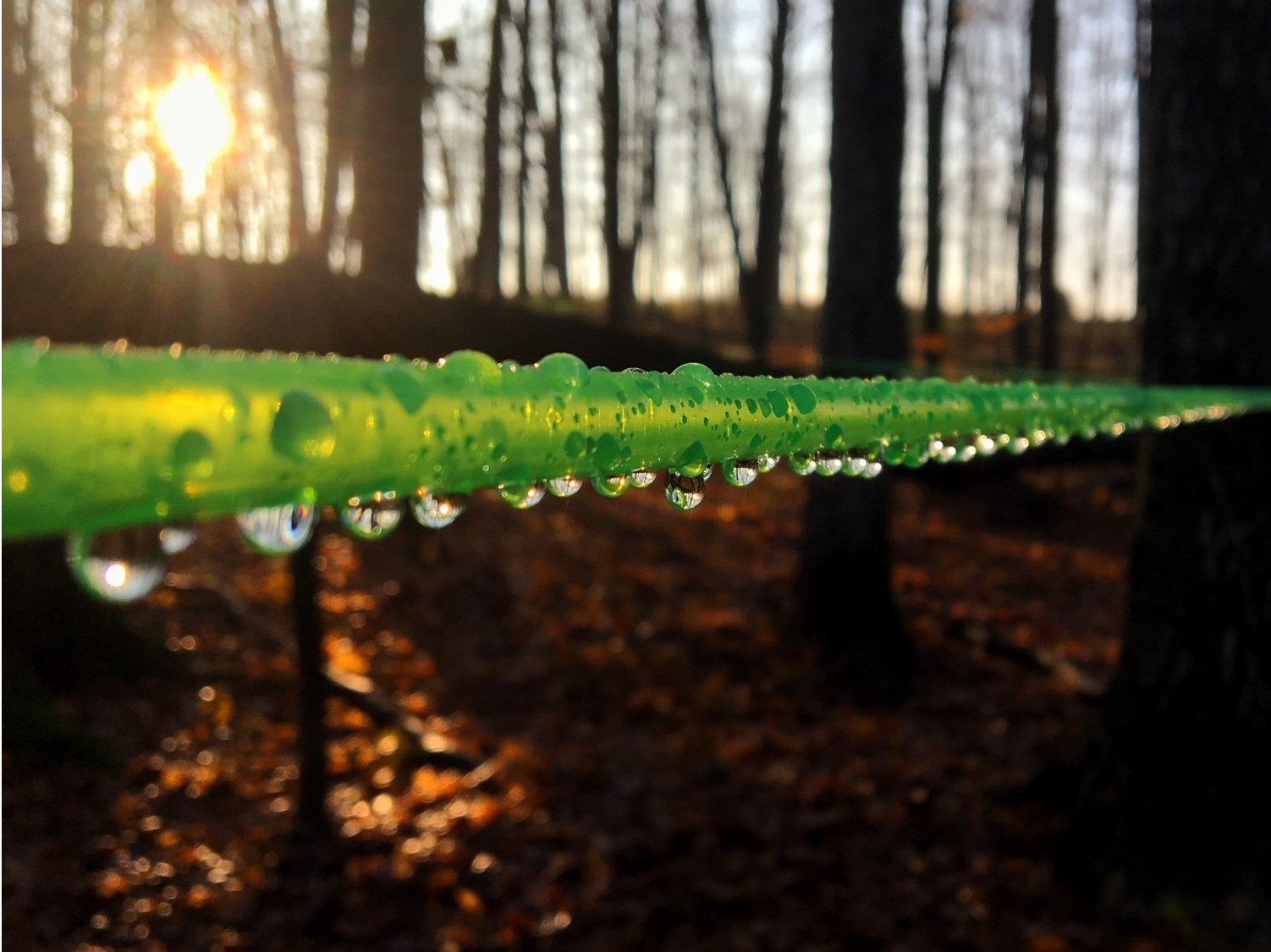 close up view of green plastic maple sap collection line strung between two maple trees, line has beads of water running the length