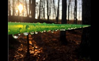 close up view of green plastic maple sap collection line strung between two maple trees, line has beads of water running the length