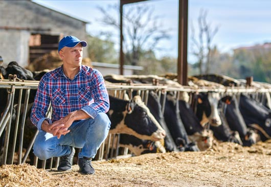 Dairy farmer next to his herd